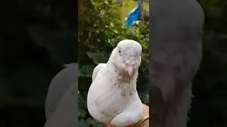 || High flying pigeon ||   Giribaj kabutar #pigeon #highflier #kabootarloft05 #kabutar