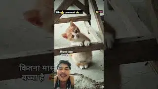 So quite frankly cats 🐈 #foryou #comedy 🥰🥰🥰🥰🥰👌👌👌🐈🐈🐈🫰🫰