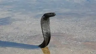 Black Spitting Cobra (Naja nigricincta woodi) from Cederberg, South Africa (20200127)