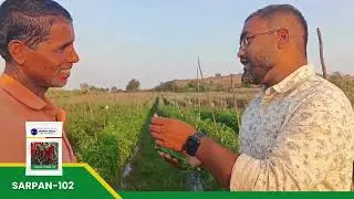 #farmersuccess SARPAN-102 #BYADGI #CHILLI | ಸರ್ಪನ್- #102 ಬ್ಯಾಡಗಿ ಮೆಣಸಿನಕಾಯಿ #agriculture #farming