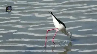 &Eacute;CHASSE Blanche/Himantopus himantopus/Printemps ! BRUITX