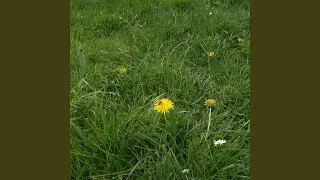 Wilma (in Motion)