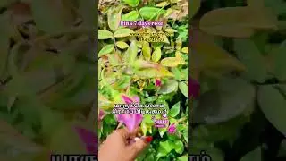 full pink 7 days rose budget friendly mother plant #e otic#rose#7days#full pink colour