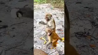 funny dog cat fight scene 😺🤣 funny animal movements shorts video 😂🤣