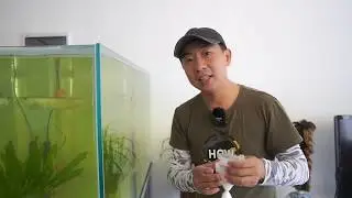 鱼缸的水变绿变黄？30分钟解决