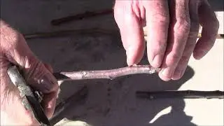 SCION Collection - GRAFTING Fruit Trees | Important Tips for Improving Grafting Success