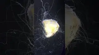 Wonder jelly #nature #jellyfish #sealife #california #wonder #beauty
