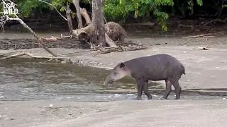 OSA WILD - SUSTAINABLE TOURISM