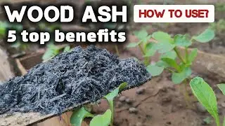 using wood ash in vegetable garden/ 5 top benefits of ash in your garden