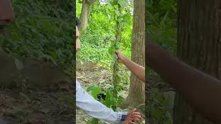 sadhu baba #viralvideo #funny #abufarhanmedia #urduliterature #comedy