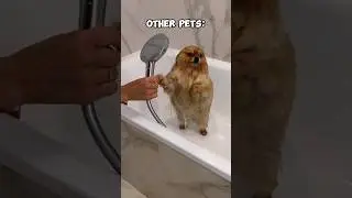 Other Pets vs My Dog #funny #funnycats #pets #cats #kittens #cute #animals #laugh
