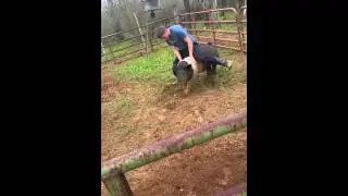 Pig Riding!
