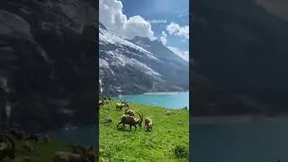 #ibex #switzerland #nature #lake #mountains #spring #animals