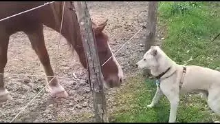 Cane appena adottato dal canile fa amicizia con un cavallo😊!!!