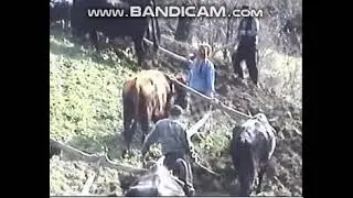 LÜTFİ AMCA SARISEKİ 2004