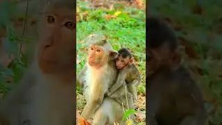 Daily Life Of Wild Monkey Family | Great Mother Brought Her Kid To Everywhere #life #monkey #viral