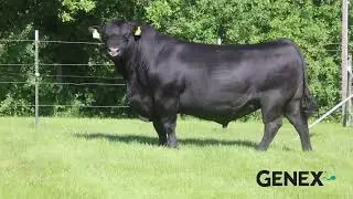 1AN01648 SHOWTIME