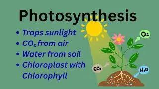 Plant Root, Leaf & Stem explained/ Edexcel Science Grade 7
