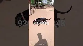 #Bully kutta semi adult puppy for free adoption