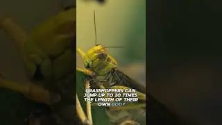 Grasshopper Facts You Didn&rsquo;t Know! 🦗