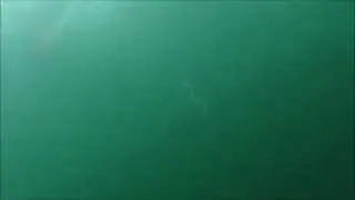 Underwater Video Bluefish smashing umbrella rigs
