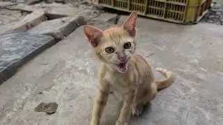 Sibling Cats Enjoy Their Playtime | Cute & Funny Moments 🧶🐾