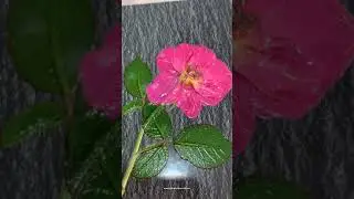 Automatic flower skin film wrap vacuum packaging machine testing video