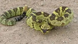 Black-tailed Rattlesnake (Crotalus molossus) 2
