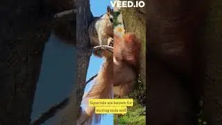 Squirrels