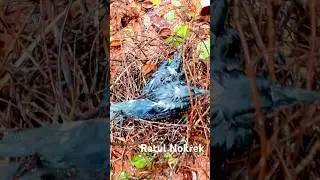 Rescued 🐦‍⬛ baby 👶