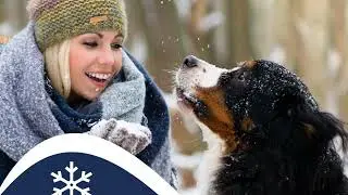 🐶 Musher&rsquo;s Secret Paw Wax &ndash; Ultimate Protection for Your Dog&rsquo;s Paws!