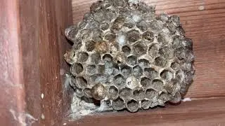 Polistes Nest Collected