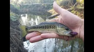 Fishing a Hidden Creek in Orlando