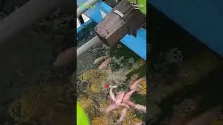 餵魚咯【CityVege城市農夫】