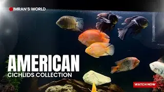 American Cichlids Tank Tour | Full Setup & Fish Collection - Imran's World