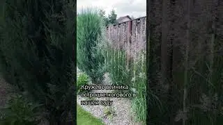 Вейник остроцветковый в нашем саду.