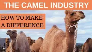 The Camel Industry And How to Make A Difference
