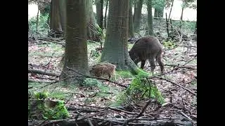 Wild zwijn met frislingen Veluwezooom