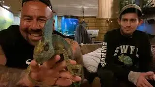 Hanging out with South Florida&rsquo;s best Chameleon hunter Travis Ray