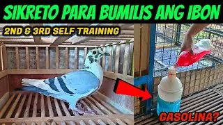 DISKARTE PARA BUMILIS ANG IBON? SUNOD SUNOD NA TRAINING..