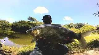 Pescaria de Tilápias e Curimbas na vara lisa ‐ Pesca Terapia