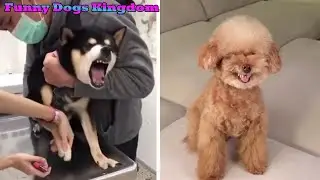 Baby Dogs丨Cute And Funny Dog Videos Compilation #1| Funny Dogs Kingdom