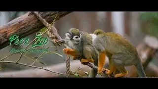 Pécsi Állatkert és Akvárium - Terrárium (Pécs Zoo) - Pécs 2024 4K
