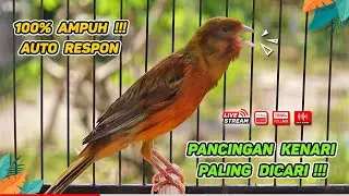 Kenari GACOR NGEREK‼️ Masteran Kenari PAUD dan Pancingan Kenari MACET BUNYI dan Betina NGIWIR - 195