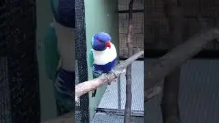 Unique Blue mutated rainbow lorikeet parrot #lorikeet #lorikeets #parrot #mutations #rainbowlorikeet