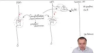 Ganglioblockers: Medications Acting on Preganglionic & Postganglionic Fibers of the ANS (Part 14)