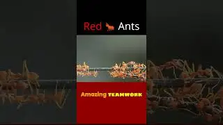 Red Ant's teamwork. #animals #insects #ants #team #teamwork