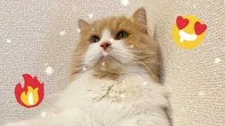 Crazy Cat Antics That Will Make Your Day | Funny cat ���� #1