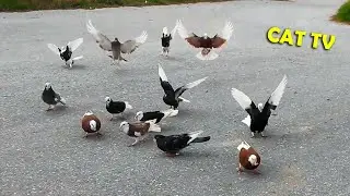 TV for Cats Colourful Doves and Pigeons (1 hour)