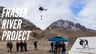 2022 Fraser River Bighorn Project Update